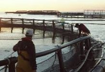 ¿Sabías que Aragón fue clave en el nacimiento del cultivo moderno de pescado?