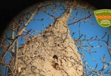 Un experto aragonés tiene la clave para evitar la expansión de la avispa asiática: «Es muy eficaz»