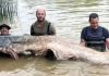 Pescan en el río Ebro el siluro más grande registrado en España: 130 kilos y casi tres metros de altura